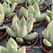 沅鈺農場   多肉植物   一吋盆/卡羅拉杜里萬