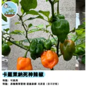 世界第一辣 死神辣椒種子 鬼椒 卡羅萊納死神 超辣挑戰 觀賞食用 盆栽陽台 辣椒收藏 煉獄級 自種辣椒