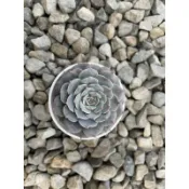 【星辰多肉】超級春   三吋 穩根連盆寄送。多肉植物，療癒，觀葉，多肉。（寄送會掉葉，可接受再下單）