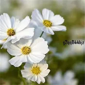 ✨！8款 波斯菊種子（多入組）格桑花種子 四季開花不斷 野花組合耐寒耐病易養活 室內庭院觀賞 花卉 觀賞植物盆栽