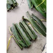 @大大園藝@**火龍果枝條10**植物是活體！！不適用7天鑑賞期，能接受者再購買！