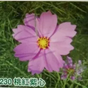 【隔日到貨】 大波斯菊 【桃紅紫心色】大波斯菊種子 花海大波斯菊種子 每包1公斤裝 保證當季進口種子 發芽率高