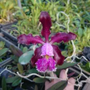 「與蘭同行」Cattleya schilleriana “魚尾”嘉德利亞蘭