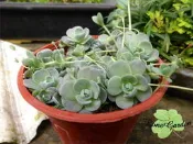 ~長榮~~【迷你石蓮】3吋　玫瑰石蓮多肉植物　仙人掌　景天科　辦公室室內盆栽　居家佈置　耐旱植物