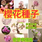 💯現貨現發  🔥櫻花種子🍓四季種植 耐寒耐熱 易養活花卉種子 陽台庭院綠植 觀賞花卉 盆栽種植 多買多送 不發芽可退款