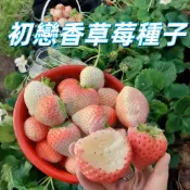 【初戀香草莓種子】台灣草莓種子 高發芽率 易種植 家庭盆栽 陽台庭院 新鮮種子 果實香甜 熱賣推薦