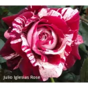 法國梅安-胡立歐 Julio Iglesias . 7-8寸大老欉！超人氣品種！《蟹老闆園藝花卉🤟》月季.玫瑰苗