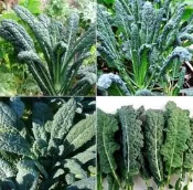 恐龍羽衣甘藍種子300粒50元