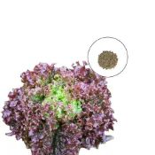 (店+)【蔬菜之家】A100-1.蘿莎捲葉萵苣種子0.6克約730顆(產地台灣 葉形皺曲葉色呈紫色。 葉菜類 葉菜類 捲葉萵苣)