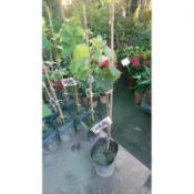 一葉植富 巨峰葡萄嫁接苗特價一棵260元