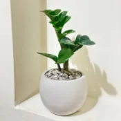☘️金璽 金錢樹 ☘️金錢樹/進財樹/觀葉植物/招財植物