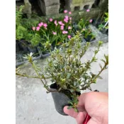 日本𦤑月杜鵑 菊姬｜3.5吋苖植袋～小葉品種多年生開花