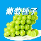 葡萄種子 巨峰葡萄 盆栽果樹 陽台種植 台灣適種 易種好養 結果香甜 爬藤植物 庭院棚架 居家佈置 新手推薦 果樹苗