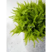 《 芳馨花園》仿真草【蕨葉插枝】蕨類 攝影道具盆栽裝飾婚禮佈置 手作素材 攝影道具
