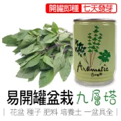 【買5送1】九層塔 盆栽 香草植物盆栽 iPlant 易開罐頭盆栽 花卉農場 懶人盆栽 種子 盆栽 台灣製