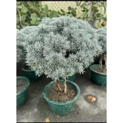 (店+)二霏園藝  日本芙蓉棒棒糖1尺盆