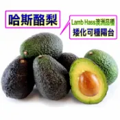 Lamb Hass 澳洲哈斯酪梨🟡嫁接矮化盆栽🟡A型花🟡會轉色🟡12月-3月採收 酪梨 酪梨苗 樹苗 果苗 矮化果樹