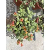 【星辰多肉】子貓之爪  砍頭無根 。多肉植物，療癒，觀葉，多肉。（寄送會掉葉，可接受再下單）