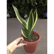 🌳阿爸的虎蘭花園🌳✨稀有品種✨絕非泛泛之輩 「霸王虎尾蘭」