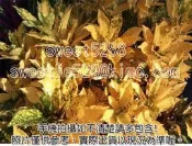 １５種變葉木（枝條。官網有買滿５枝打６５折）流星彩霞仙丹龜甲金幣長葉金鑽金手指