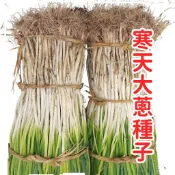 台灣寒天大蔥種子 耐冷青蔥苗 日本改良品種 銀白大蔥 冬季蔬菜 家庭種植 陽台盆栽 快速發芽 鮮甜食材 產季限定