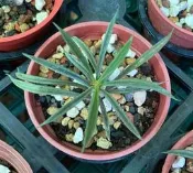 筒葉麒麟 3寸盆 塊根植物 多肉植物 室內植物 室外植物 觀賞植物