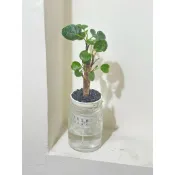 ☘️圓葉福祿桐懶人盆栽☘️富貴吉祥的寓意 常綠灌木 綠化植物、風水植物