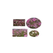 (店+)【蔬菜之家】墨西哥大波斯菊顏色綜合種子花海大包裝花海種子
