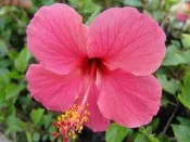 ╭＊田尾玫瑰園＊╯優質綠籬樹苗--扶桑(單瓣)朱槿--盛花期在 5-10 月