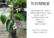 心栽花坊-焦核榴槤蜜/水果苗/榴槤蜜品種/嫁接苗/售價700特價600