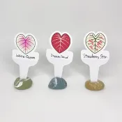 觀葉植物 名牌│彩葉芋 萬用貼紙│防水、耐曬、可書寫