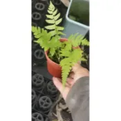蕨類盆栽 3寸盆 仙毬園