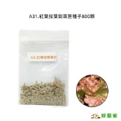A31.紅葉拔葉甜萵苣種子800顆(韓國烤肉萵苣 拔葉A菜.紫褐色葉.甜度高.質爽脆)葉菜類種子【綠藝家】