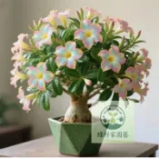 （快速出貨）沙漠玫瑰種子 重瓣沙漠玫瑰花種子 庭院室內外陽臺 多年生好養花卉 四季開花 簡單易種 超高發芽率98超低價
