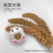 倉鼠磨牙零食 粟米穗 黃米穗  原枝 小米穗 、點心鳥/鸚鵡/蜜袋鼯/三線鼠/老公公鼠/黃金鼠都可食用