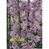 倒吊類石斛蘭花～藍龍