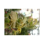 (店+)花森好市-藤蔓植物**金銀花(有2組品種)**- 忍冬花/5吋盆/高15-30cm/MA