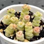 2寸小米星錦 微笑多肉植物園藝 多肉植物 新手入門推薦  小盆栽 療癒系懶人植物 新手好養 綠化療癒