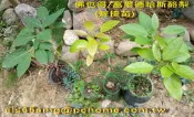 1尺/佛也得fuerte/富爾德哈斯酪梨嫁接苗.B型花.哈斯&平克頓之良好受粉樹.世界評比口感風味為極佳之頂級優良品種!
