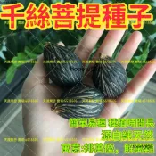 💥千絲菩提種子💯正品 稀有品種樹種 千絲菩提樹種子 狐尾椰子種子 布迪椰子 文玩樹種子