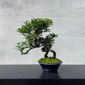 小品盆栽-露根狀元紅 盆景 送禮