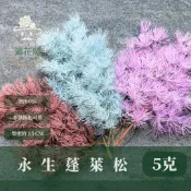 PF006S 經濟包蓬萊松｜永生蓬莱松 不凋蓬萊松 進口蓬萊松 萬壽松 A級永生蓬萊松 松樹 手作花材 花藝設計 ...