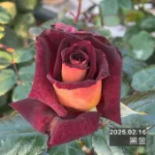 黑金 庭院大花 瓶插切花 雙色玫瑰 絲絨質感《四季有花玫瑰園》玫瑰苗 玫瑰盆栽 嫁接樹玫瑰 月季棒棒糖