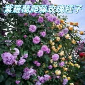 【紫羅蘭爬藤玫瑰種子】攀藤玫瑰苗 庭院陽台攀爬植物 四季開花 花苗盆栽 易種好養 香花植物 開花不斷 庭院裝飾 陽台美化