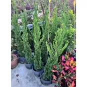 田尾玫瑰園 l 龍柏【8吋盆 高度約100cm】喬木植物 (田尾在地商家)