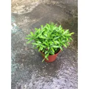 羅漢松種子盆栽 3吋盆 特價 45元
