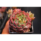 ❁採花❁ 夢露x莎蘿姬-多肉植物/療癒盆栽/園藝