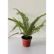 波士頓腎蕨 蕨類植物 3寸盆 小品盆栽 室內植物 淨化空氣，波士頓腎蕨3寸盆
