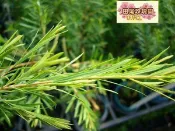 ╭＊田尾玫瑰園＊╯庭園用樹(澳洲茶樹)--製成的茶樹精油是熱門商品