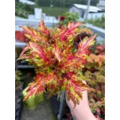 Mien米恩/米恩獨家育種/繽紛樂彩葉草(3吋)/雨林/觀葉/網紅/IG/室內/植栽/